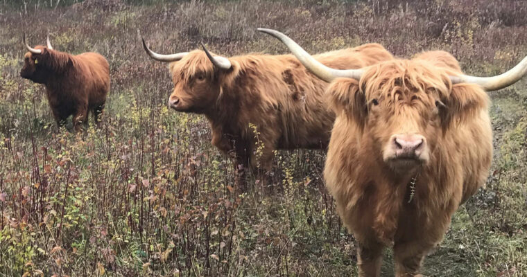 Highland Cattle Bos taurus at The Larches nature reserve