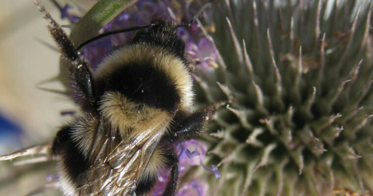 Large garden bumblebee Bombus ruderatus