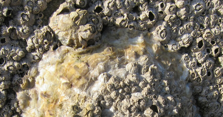 Pacific oyster Crassostrea gigas