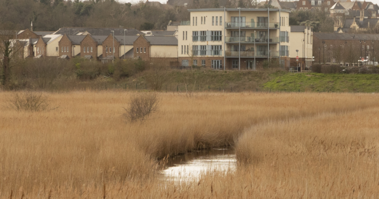 Reedbeds at Swanscombe SSSI