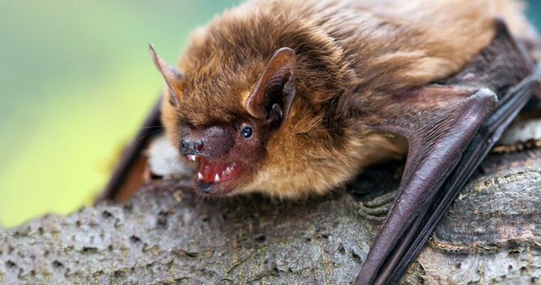 close up of Serotine bat on branch