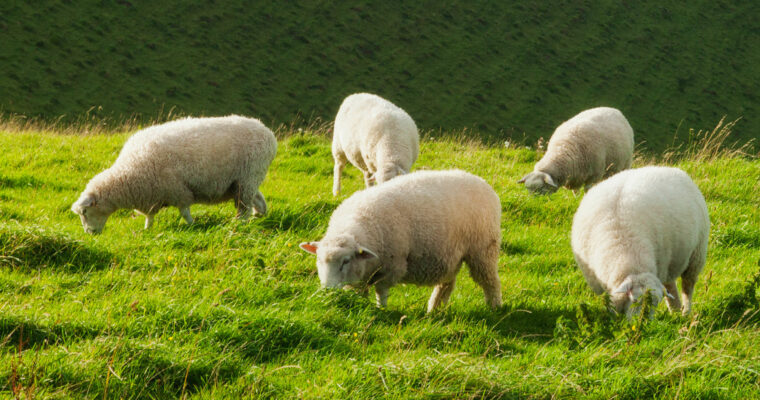 Sheep grazing in rolling countryside