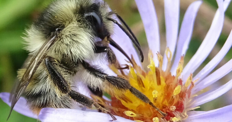 Shrill Carder Bee Bombus sylvarum