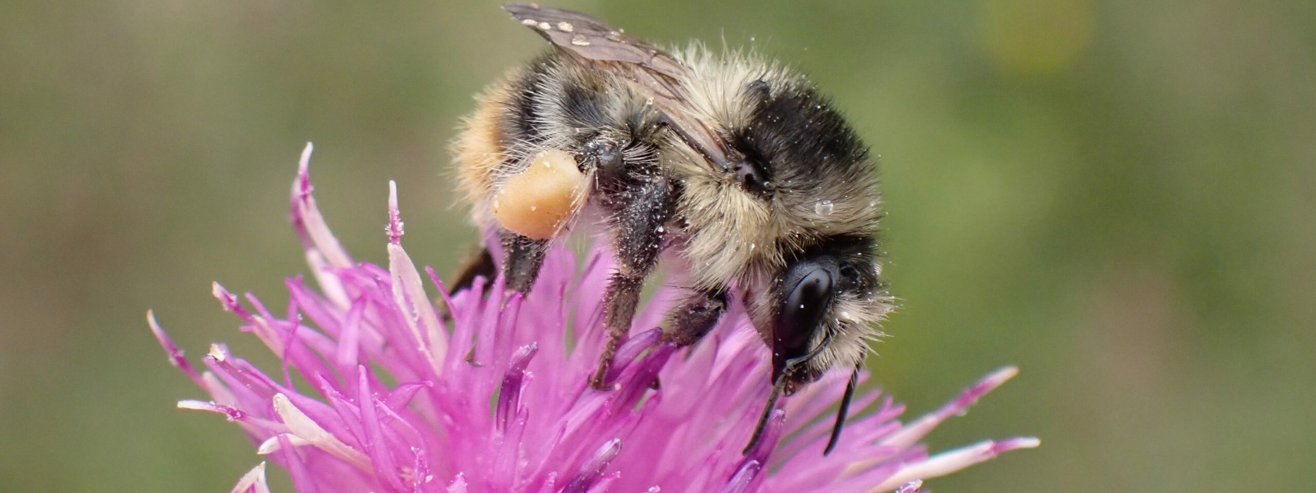 Shrill Carder Bee on pink flower