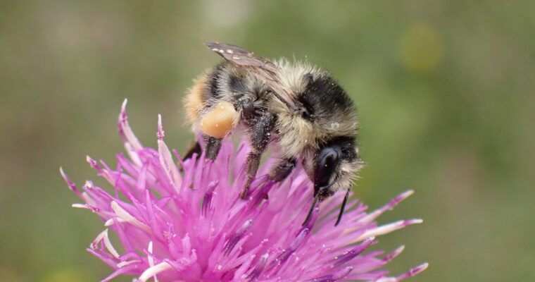 Shrill Carder Bee on pink flower