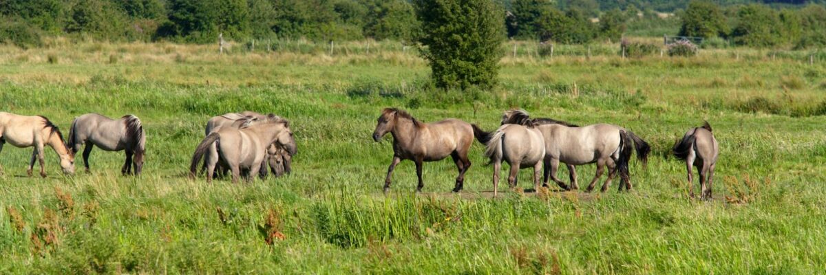 Konicki ponies grazing Stodmarsh Reserve