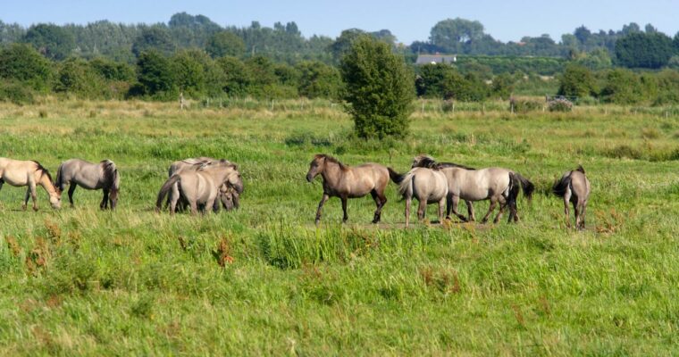 Konicki ponies grazing Stodmarsh Reserve