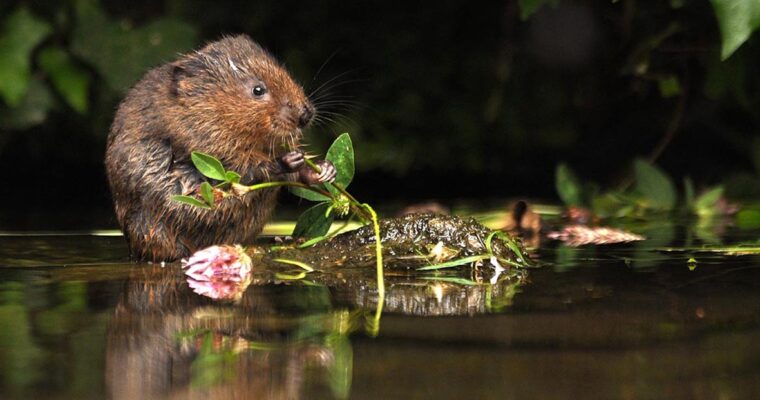 Water Vole eating a plant