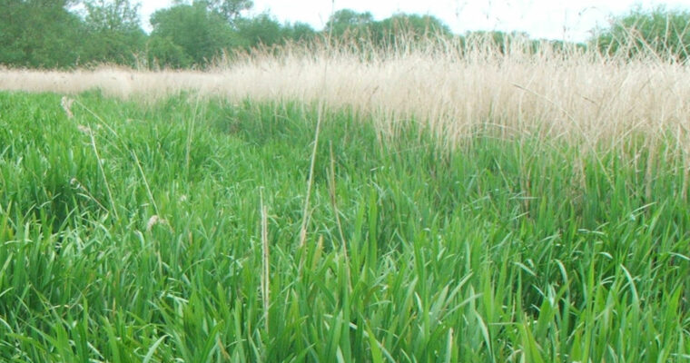 Westbere Marshes Reserve Reedbeds