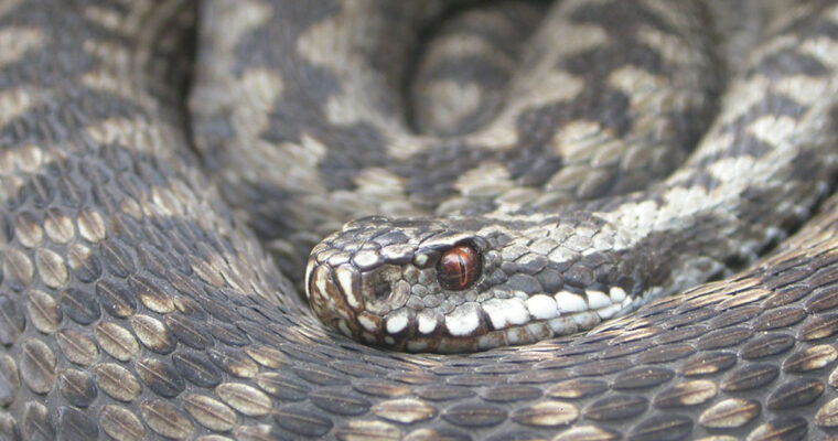 Adder snake all curled up, face and red eye visible