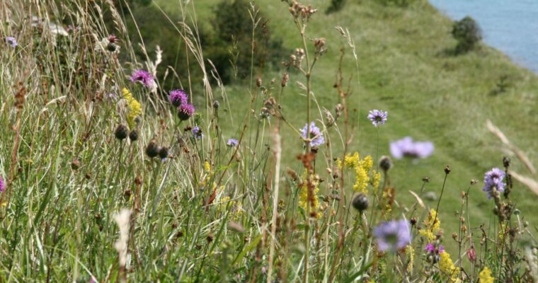 Pink, purple and yellow chalk grassland flowers on a steep chalk escarpment overlooking the sea