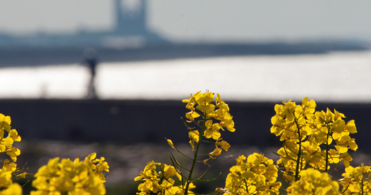 Yellow flowers in front of water