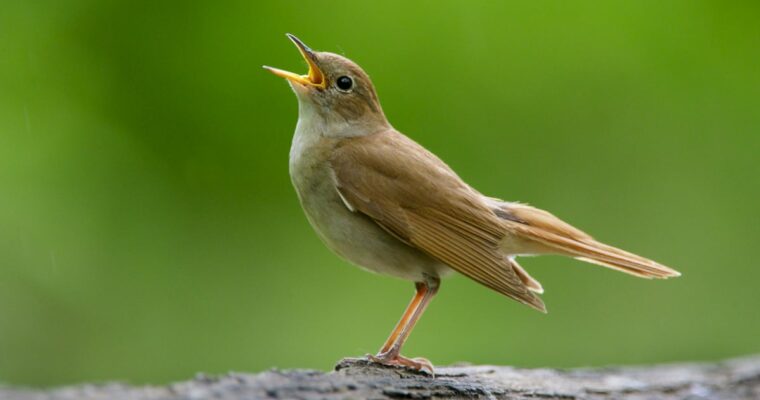 Nightingale singing on a branch