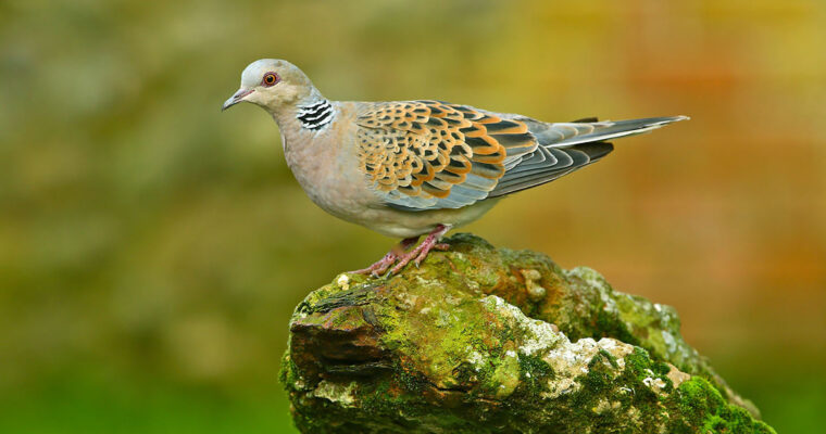 Turtle Dove on a stone