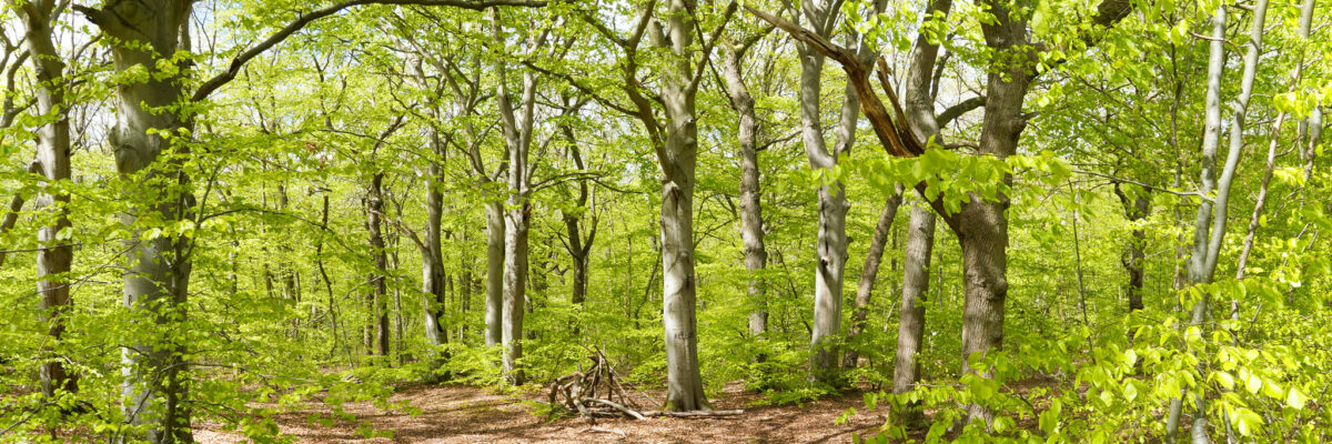 Fresh new spring beech leaves, Thornden Wood, Canterbury