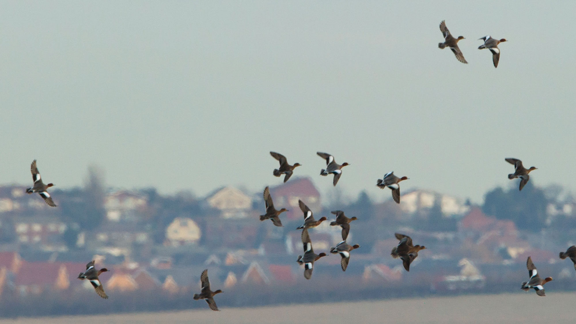 European wigeon Anas penelope flock in flight over Elmley Marshes RSPB Reserve