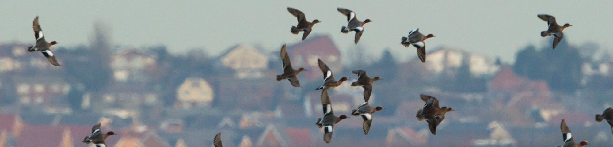European wigeon Anas penelope flock in flight over Elmley Marshes RSPB Reserve
