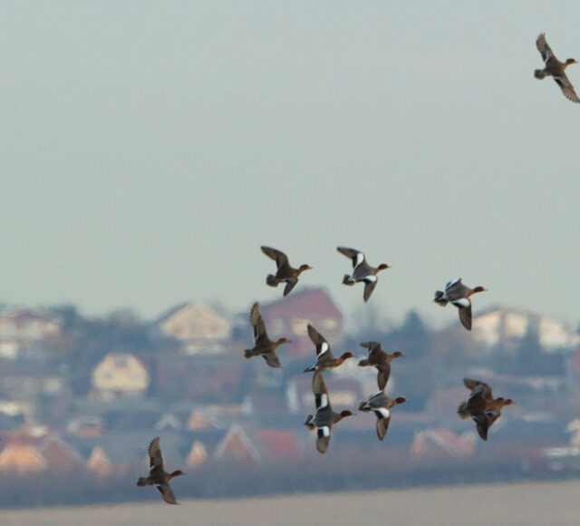 European wigeon Anas penelope flock in flight over Elmley Marshes RSPB Reserve