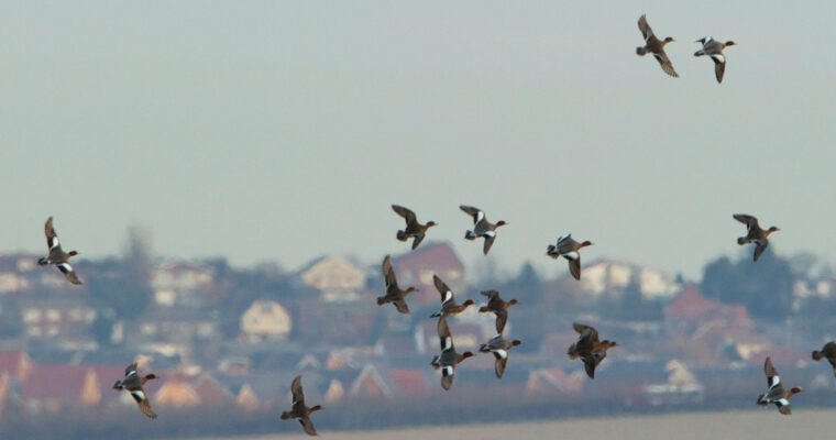 European wigeon Anas penelope flock in flight over Elmley Marshes RSPB Reserve